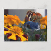 Buttephant Postkarte (Vorderseite)