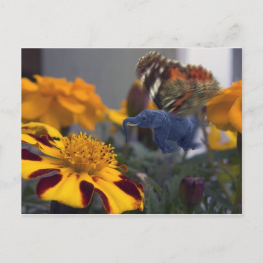 Buttephant Postkarte (Vorderseite)