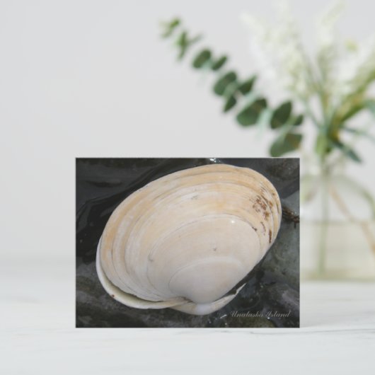 Butter Clam Seashell, Insel Unalaska Postkarte (Stehend Vorderseite)