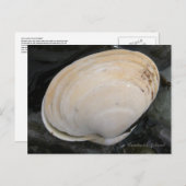 Butter Clam Seashell, Insel Unalaska Postkarte (Vorne/Hinten)