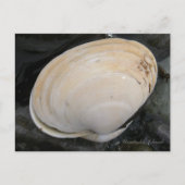 Butter Clam Seashell, Insel Unalaska Postkarte (Vorderseite)
