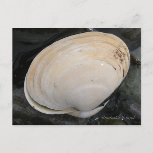 Butter Clam Seashell, Insel Unalaska Postkarte (Vorderseite)