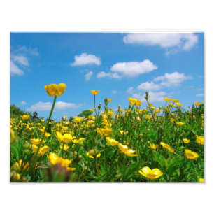 Butterblume-Feld Fotodruck