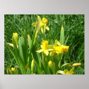 Butterblume-gelbes Narzissen-Plakat Poster
