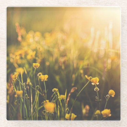 Butterblume-Sonnenuntergang Glasuntersetzer (Vorderseite)
