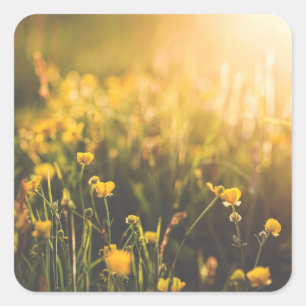 Butterblume-Sonnenuntergang Quadratischer Aufkleber