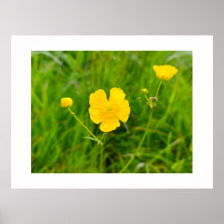 Butterblumen poster