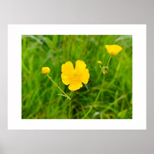 Butterblumen poster (Vorne)