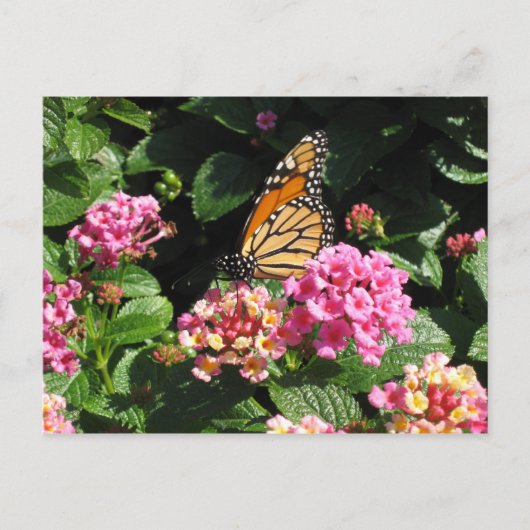 Butterblumen Postkarte (Vorderseite)