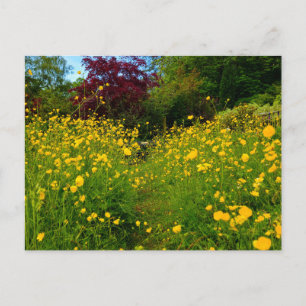 Butterblumen  postkarte