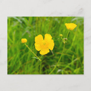 Butterblumen postkarte