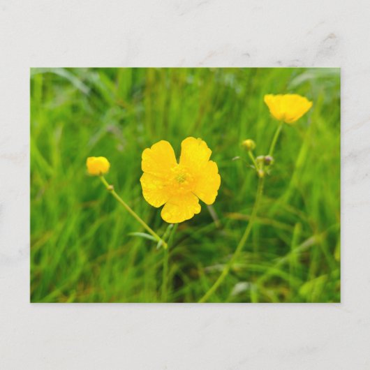 Butterblumen postkarte (Vorderseite)