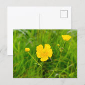 Butterblumen postkarte (Vorne/Hinten)