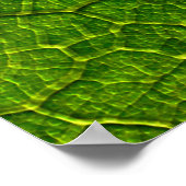 Butterbur Blatt Venen grün Poster (Ecke)
