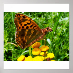 Buttercheeta-Poster Poster