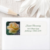 Buttercreme-Rose (Insitu)