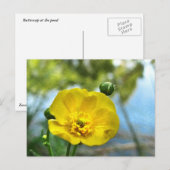 Buttercup am Teich Postkarte (Vorne/Hinten)