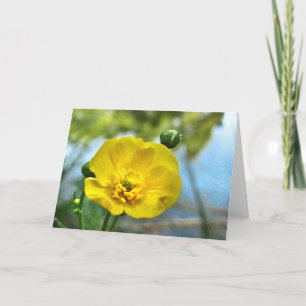 Buttercup auf der Pond Note Card Karte