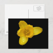 Buttercup auf schwarz postkarte (Vorne/Hinten)