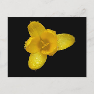 Buttercup auf schwarz postkarte