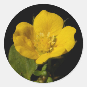 Buttercup ~ Aufkleber
