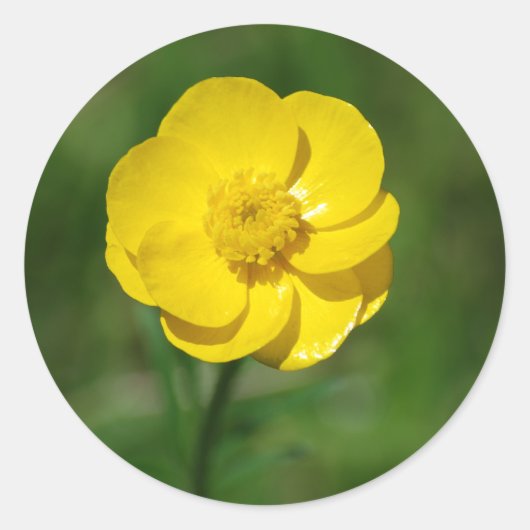 Buttercup-Aufkleber Runder Aufkleber (Vorderseite)