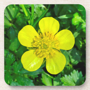 Buttercup Blume bewundern. Getränkeuntersetzer