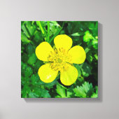 Buttercup Blume bewundern. Leinwanddruck (Vorderseite)