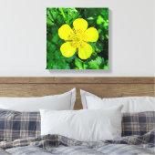 Buttercup Blume bewundern. Leinwanddruck (Insitu (Schlafzimmer))