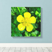 Buttercup Blume bewundern. Leinwanddruck (Insitu (Holzboden))