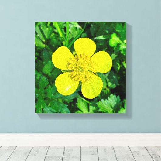 Buttercup Blume bewundern. Leinwanddruck (Insitu (Holzboden))