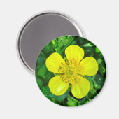 Buttercup Blume bewundern. Magnet (Vorderseite/Rückseite)