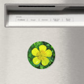 Buttercup Blume bewundern. Magnet (In Situ (Geschirrspüler))