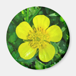 Buttercup Blume bewundern. Magnet