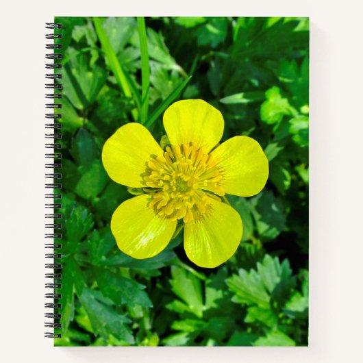 Buttercup Blume bewundern. Notizblock (Vorderseite)