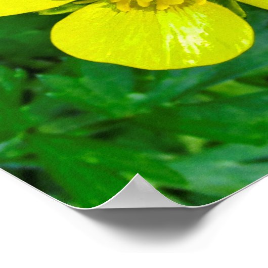 Buttercup Blume bewundern. Poster (Ecke)
