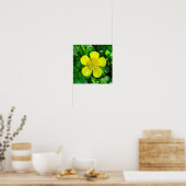 Buttercup Blume bewundern. Poster (Küche)