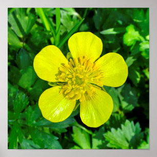 Buttercup Blume bewundern. Poster
