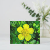 Buttercup Blume bewundern. Postkarte (Stehend Vorderseite)