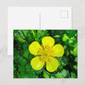 Buttercup Blume bewundern. Postkarte (Vorne/Hinten)