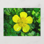 Buttercup Blume bewundern. Postkarte (Vorderseite)