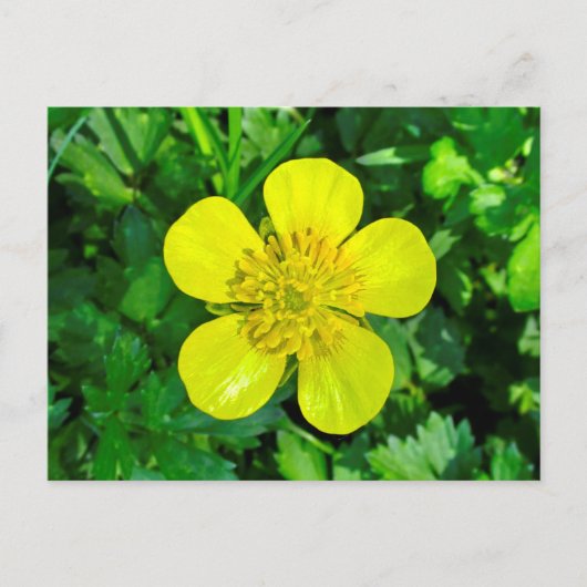 Buttercup Blume bewundern. Postkarte (Vorderseite)