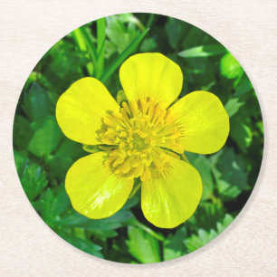 Buttercup Blume bewundern. Runder Pappuntersetzer