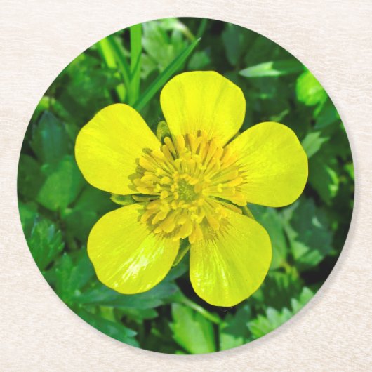 Buttercup Blume bewundern. Runder Pappuntersetzer (Vorderseite)