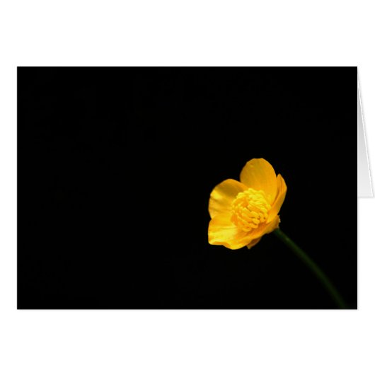 Buttercup Blume Gccna (Vorderseite (Horizontal))