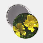 Buttercup-Blume Magnet (Vorderseite/Rückseite)