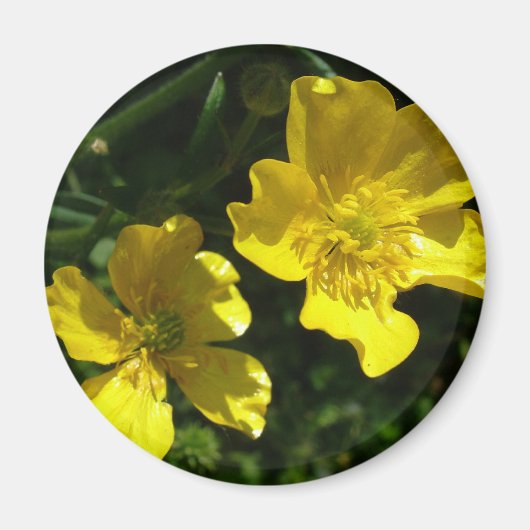 Buttercup-Blume Magnet (Vorne)