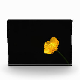 Buttercup Blume pbcna Fotoblock