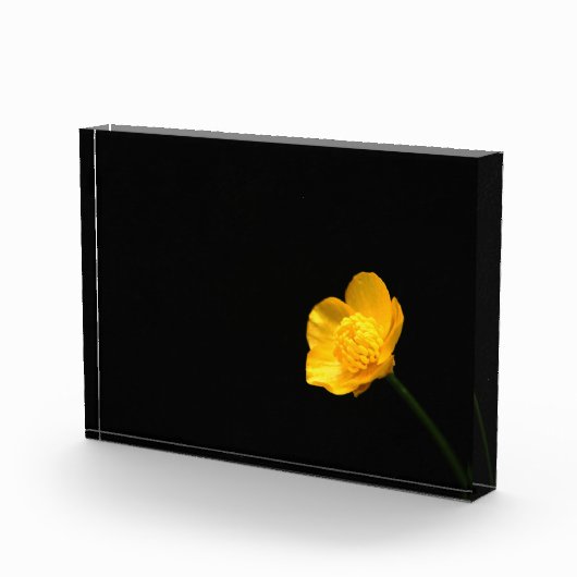 Buttercup Blume pbcna Fotoblock (Rechts)