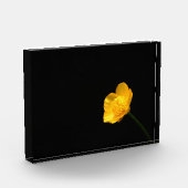 Buttercup-Blume pbcnm Fotoblock (Links)